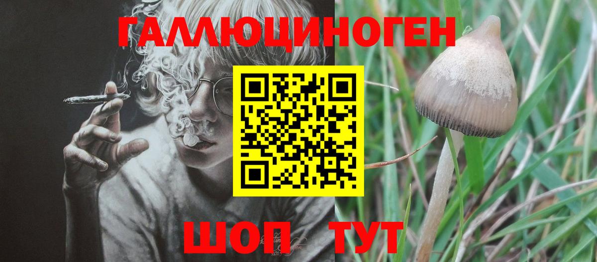 Псилоцибиновые грибы Psilocybine cubensis  Зима  Галлюциногенные грибы MAGIC MUSHROOMS 